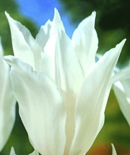 Цибулина Яскрава Тюльпан лілієподібний Tres Chic 3 шт.