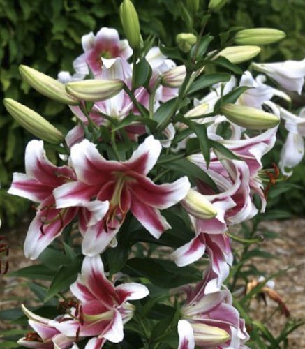 Луковица Яскрава Лилия OT гибрид гигантская Candy Club 1 шт.