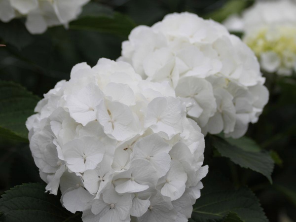 Растение Гортензия Verena White 60