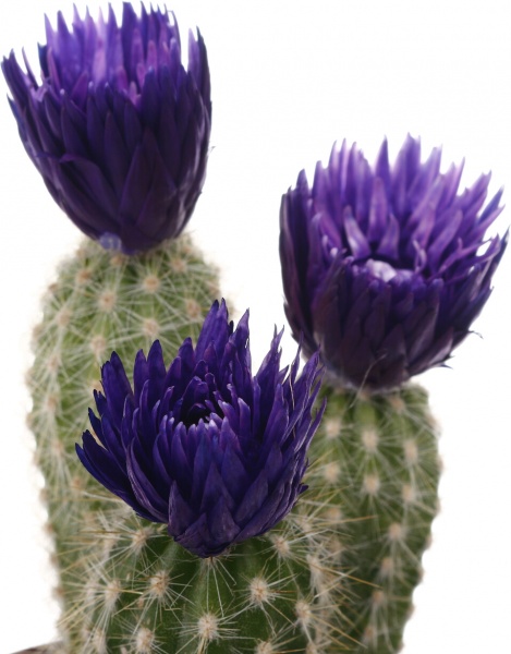 Растение комнатное Кактус с искусственным цветком 5х10 см