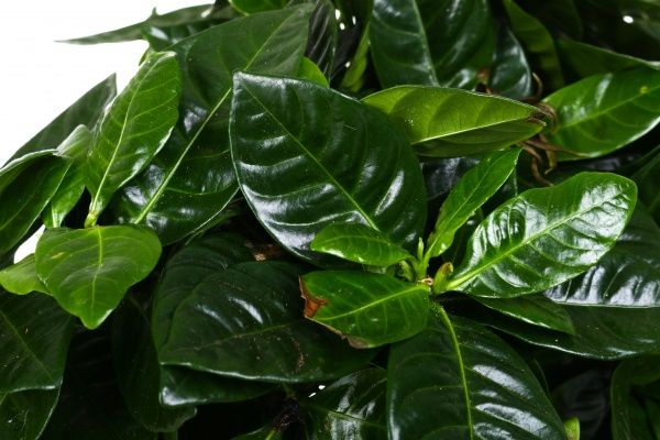 Растение комнатное Гардения Жасминоносна 13x35 см