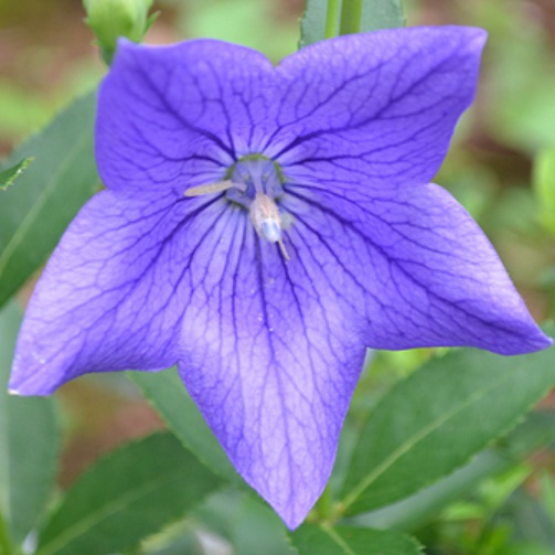 Кореневище Яскрава Платікодон Mariesii 1 шт.