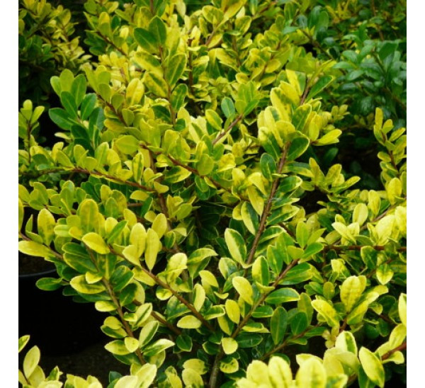 Рослина Падуб С3