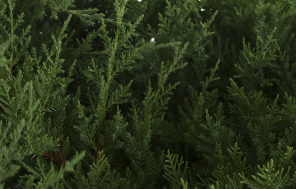 Растение Можжевельник средний Pfitzeriana Compacta (V20-S23 d80 C20)