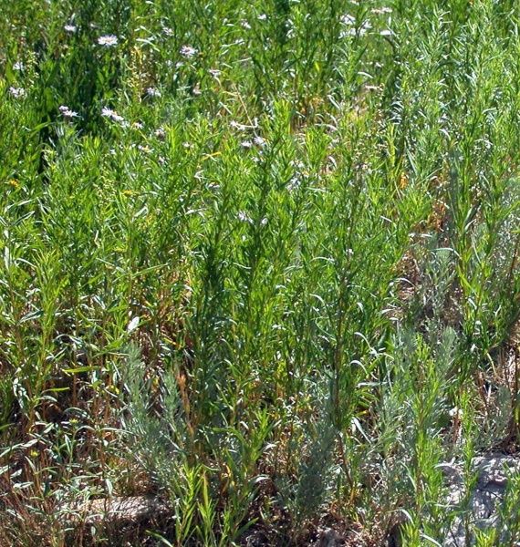 Семена Професійне насіння тархун Острогон 0,1 г (4823058203546)