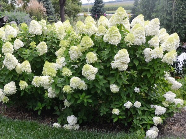 Рослина Гортензія мітельчата Селекшен С 2-3