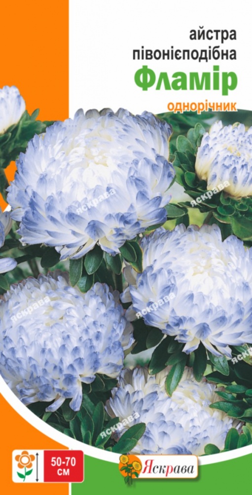 Насіння Яскрава айстра піоновидна півонієподібна Фламір