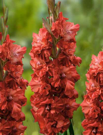 Клубнелуковица гладиолуса Чемберри 3 шт. 