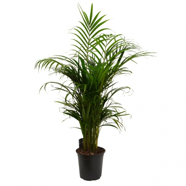 Растение комнатное Пальма Арека 24/110
