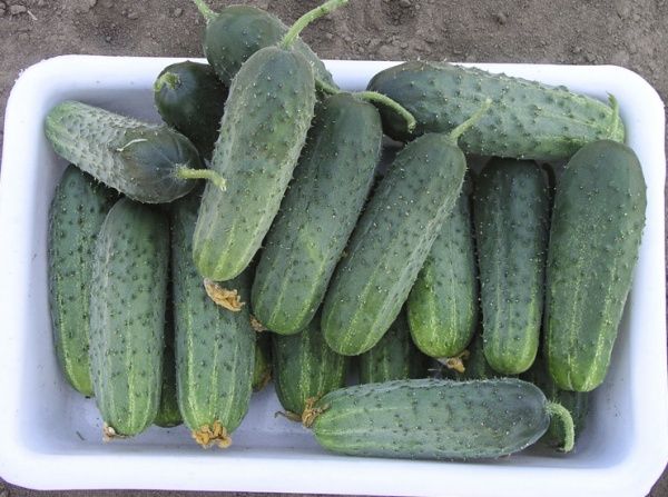 Семена Професійне насіння огурец Спарта F1 20 шт. (4823058207469)