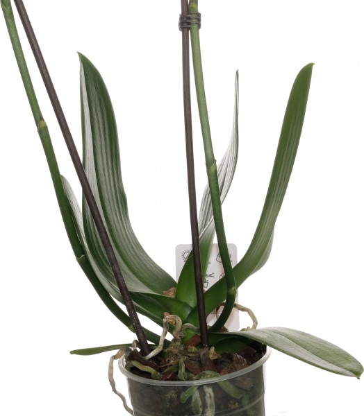 Растение комнатное Фаленопсис микс 1 ствол 12/60-70