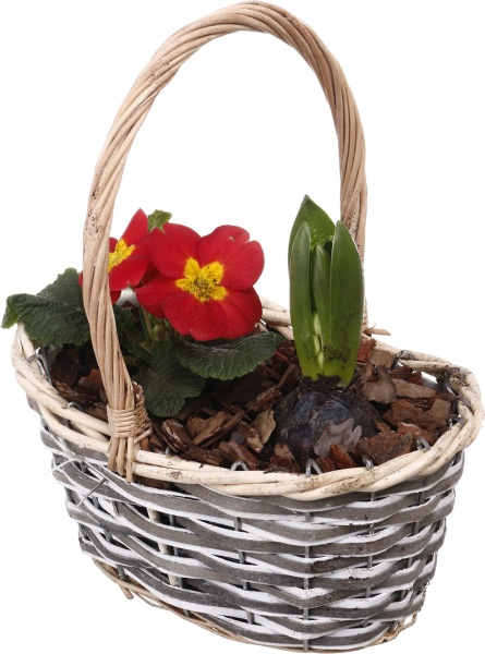 Рослина кімнатна Кошик №33 Гіацинт 1шт. + Примула 23х14х21 см