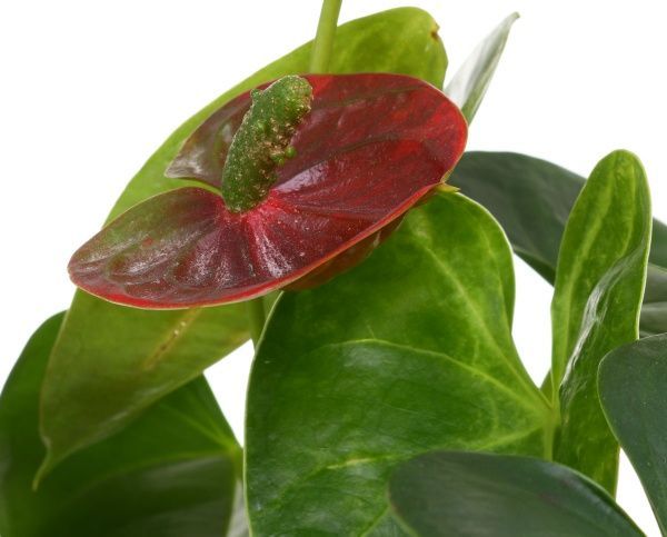 Растение комнатное Антуриум красный 12x40 см