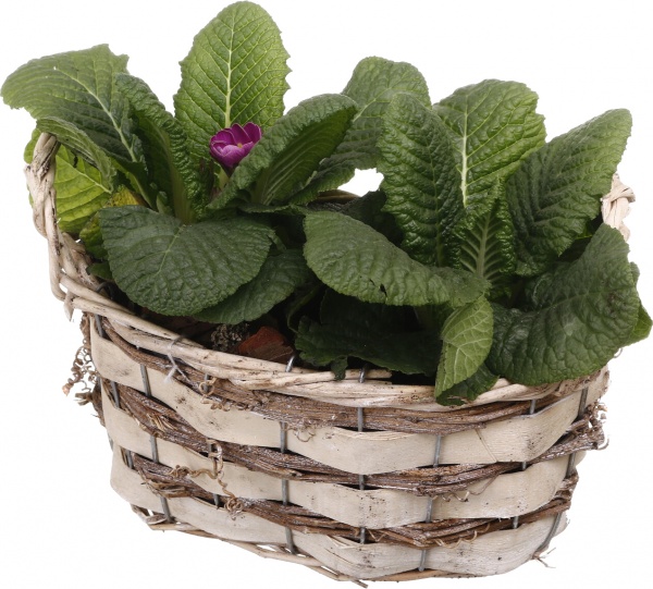 Растение комнатное Корзина 13 Примула 2 овал две ручки