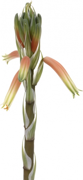 Растение комнатное Алое/Хавортия микс d12/h18