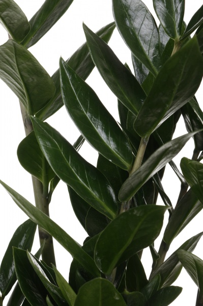 Растение комнатное Замиокулькас 14/45