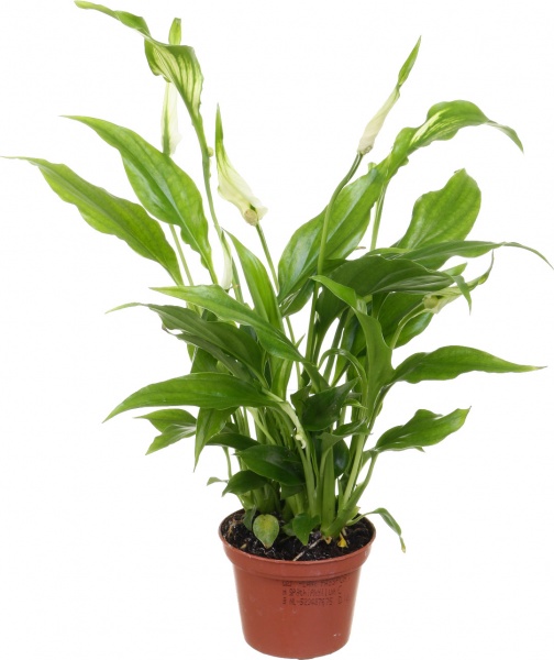 Растение комнатное Спатифилум 6x15
