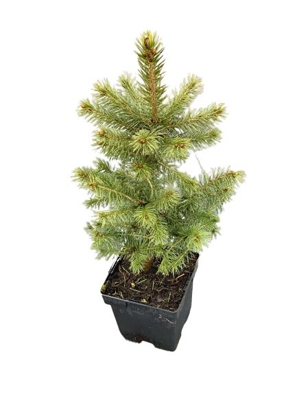 Саженец MegaPlant Ель колючая голубая Majestic С1.5/С2 30-50 см