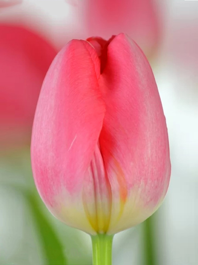 Луковица тюльпана триумф Джудит Лейстер 3 шт. TUBERBULB Export B.V.