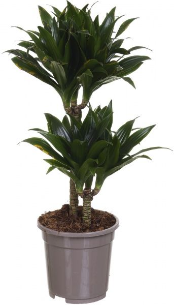 Рослина кімнатна Драцена компакта 2 стовбури 17х60