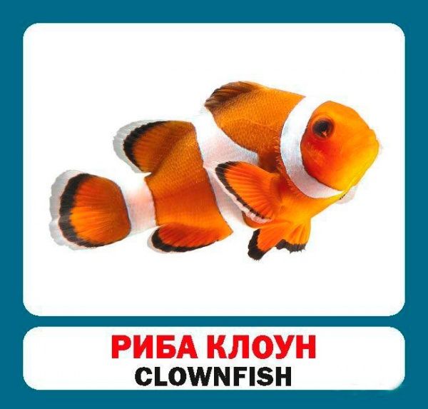 Книга «Навчальний посібник. Морські тварини . англ-укр»