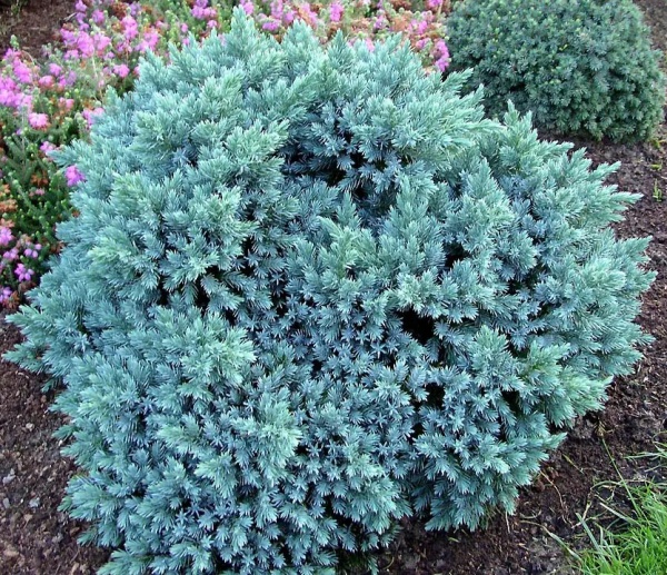 Рослина Ялівець Блу Стар d15/h30