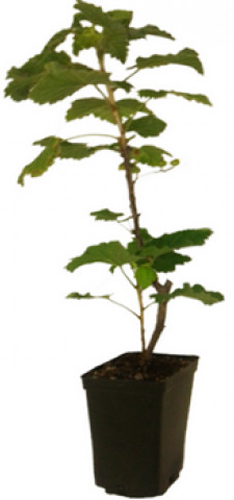 Саженец Смородина белая и красная в ассортименте