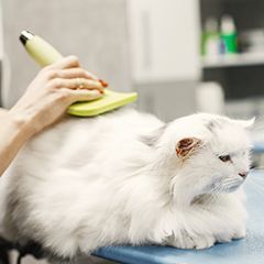 Догляд та гігієна тварин