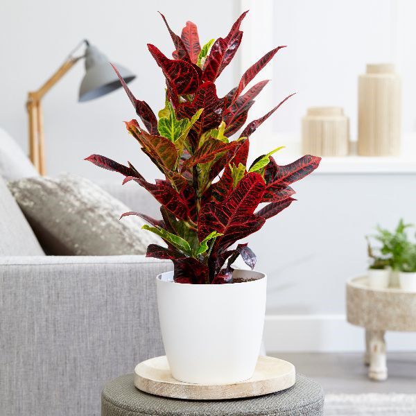 Растение комнатное Кротон 17/70 Codiaeum Excellent