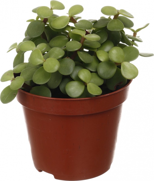 Рослина кімнатна Сукулент 8х12 см