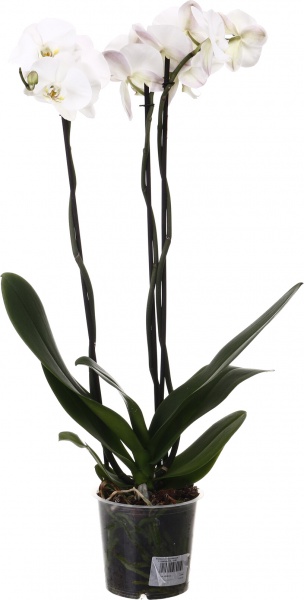 Растение комнатное Фаленопсис Королевский 15х90 см XXL 2 ствола