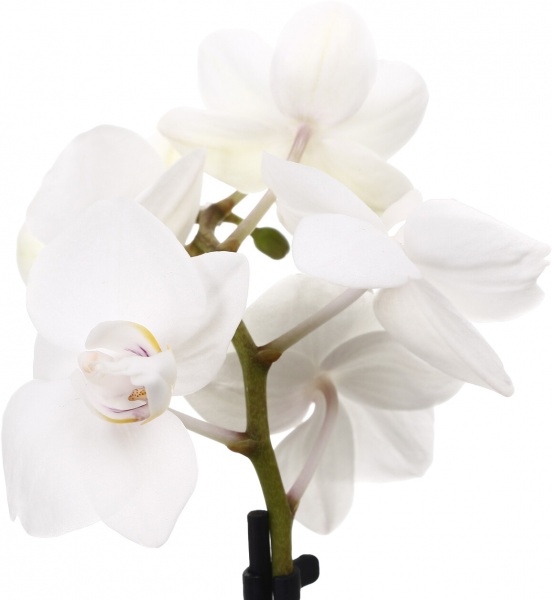 Растение комнатное Фаленопсис мини микс 6х20 см 1 ствол