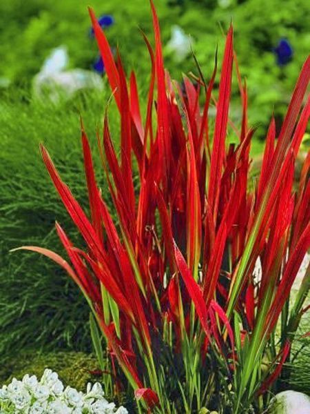 Корневище императы Ред Барон 1 шт. 