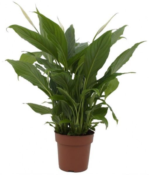 Растение Спатифиллум 13/50