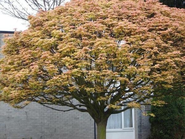 Саженец Клен Brilliantissimum С10