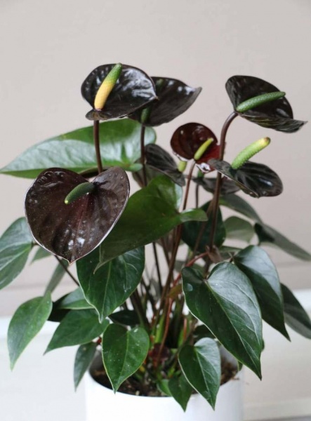 Растение Антуриум Черный d14/h50