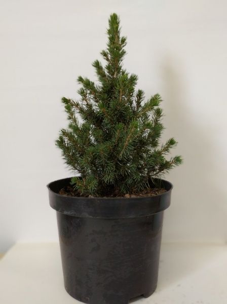 Саженец MegaPlant Ель сизая Conica С3