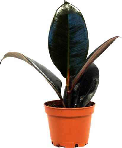 Растение Фикус elastica Robusta 12/35