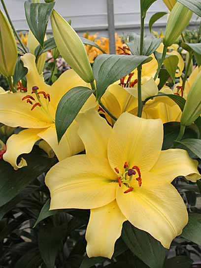 Луковица лилии ОТ Элдорет 1 шт. 