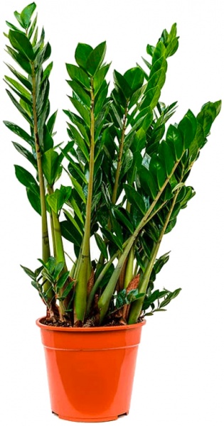 Рослина кімнатна Заміокулькас d12/h60