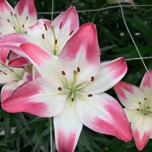 Луковица Лилия азиатская Lollypop 1 шт. 