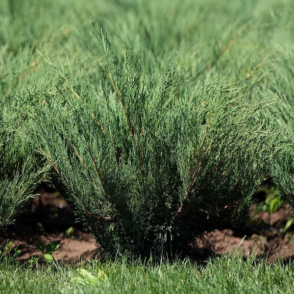 Растение Можжевельник казацкий Blue Sparkle (V21-F23 d70-80 WRB)