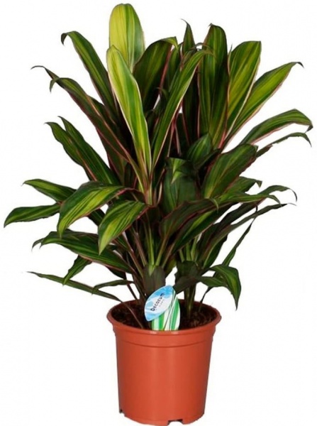 Рослина Кордиліна Ківі 12/45