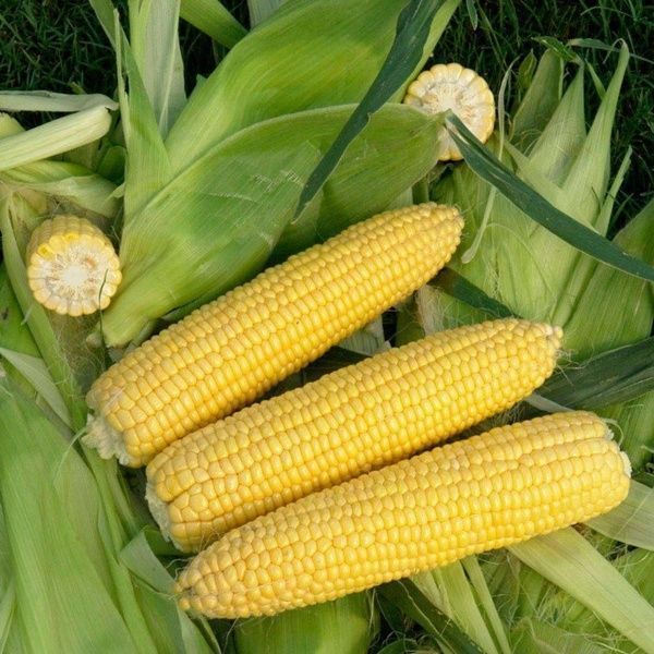 Семена LedaAgro кукуруза сахарная Оватона F1 20 шт. (4820119796603)