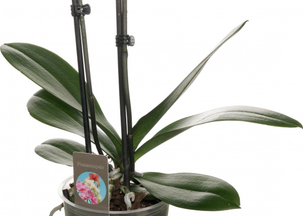 Растение комнатное Фаленопсис микс 1 ствол 12/60-70