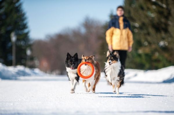 Іграшка для собак PitchDog кільце для апортування d 28 см помаранчеве