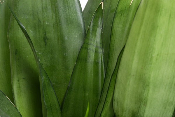 Растение Сансевьера Moonshine 14x50 см