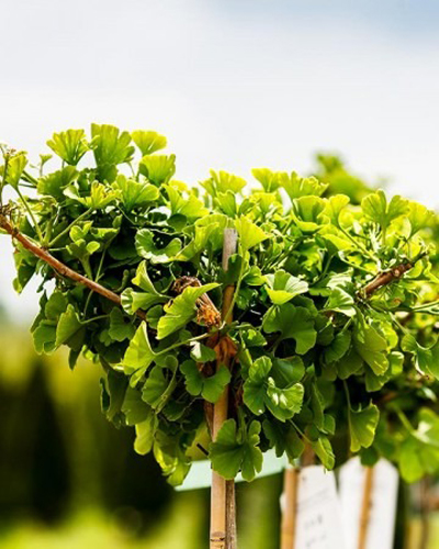 Растение Гинкго билоба / Ginkgo biloba Mariken, C10 Pa