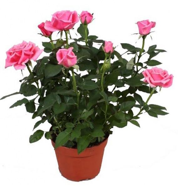 Растение Роза Парад микс 10/25