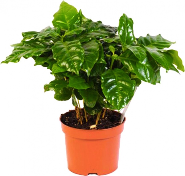 Растение Кава 12*30